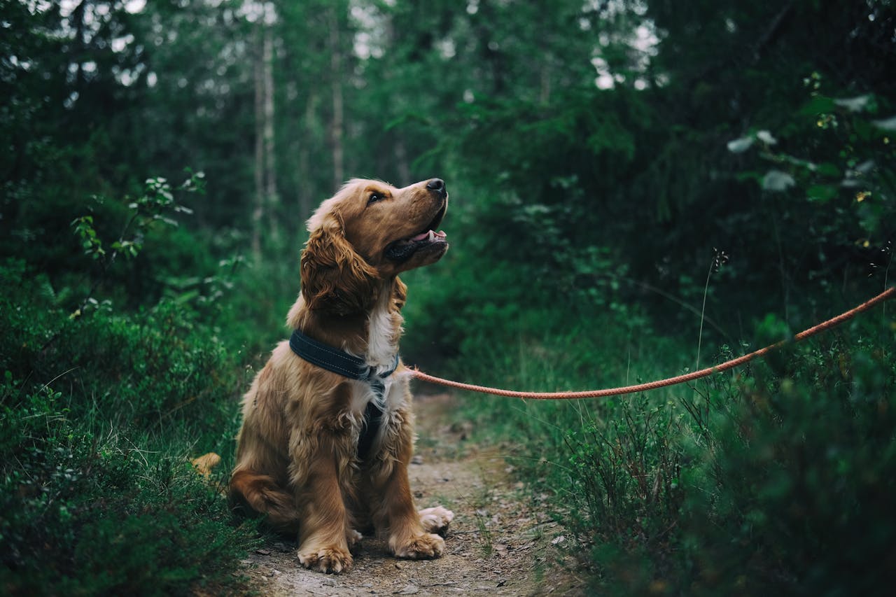 Crafting Captivating Headlines: Your awesome post title goes here Adorable cocker spaniel puppy enjoying a walk in a lush Swedish forest.