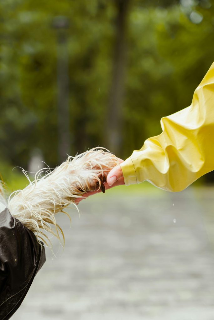A close-up of a dog paw and human hand touching outdoors during rain.