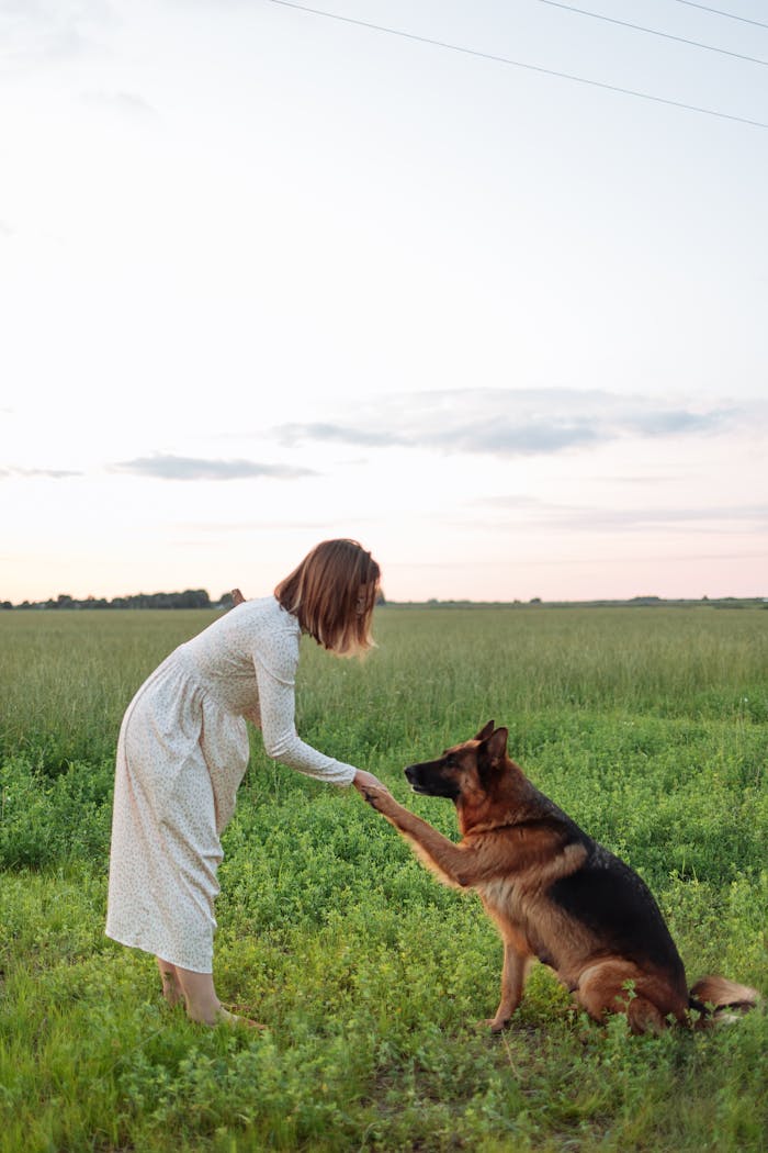Mastering the First Impression: Your intriguing post title goes here A woman in a meadow training her German Shepherd dog by shaking hands at sunset.