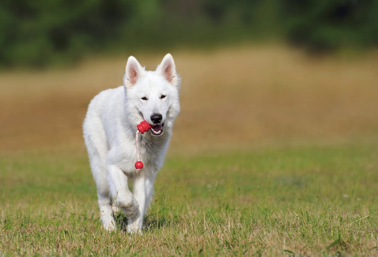 The Art of Drawing Readers In: Your attractive post title goes here A playful White Swiss Shepherd dog joyfully runs on green grass outdoors with a toy.
